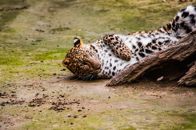 نمر آمور(Amur Leopard)  Panthera pardus orientalis