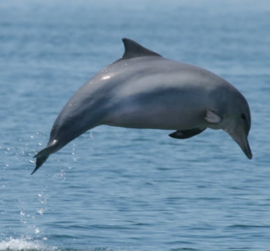 أنواع الدلافين بالصور