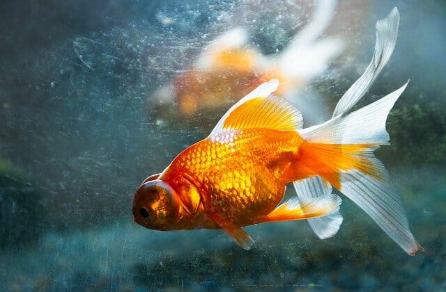 أفضل 10 أسماك زينة لأحواض المياه العذبة