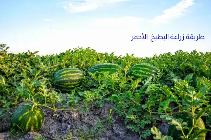 طريقة زراعة البطيخ الأحمر