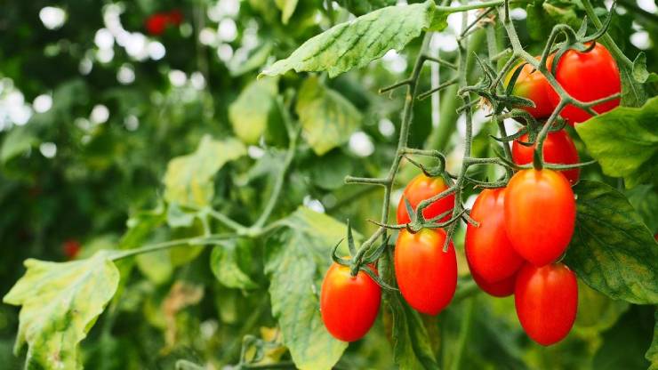 طريقة زراعة شتلات الطماطم