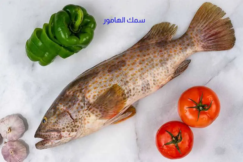 فوائد وخصائص سمك الهامور