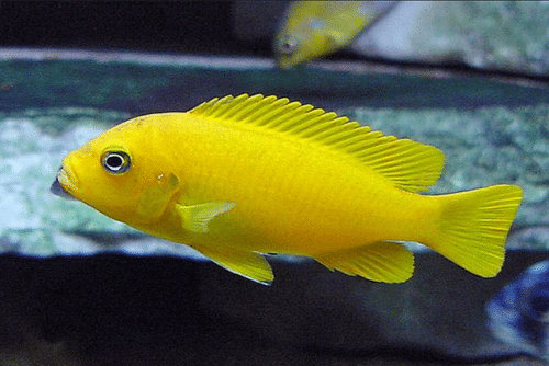 أنواع سمك الزينة
