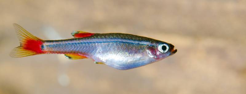 أنواع سمك الزينة
