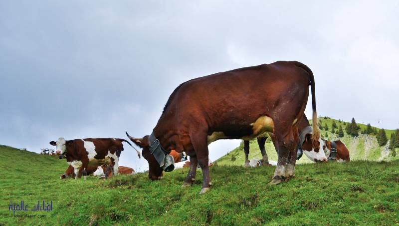 أنواع سلالات البقر الفرنسي ومواصفاتها