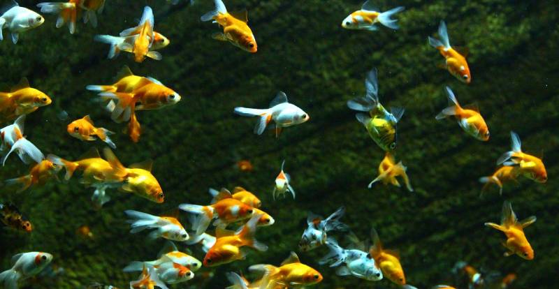 كم تعيش السمكة الذهبية