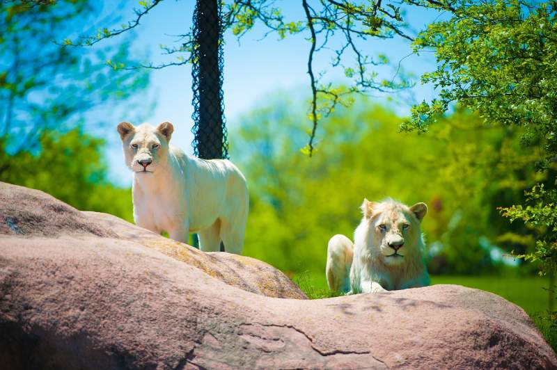 أكبر 10 حدائق حيوانات في العالم