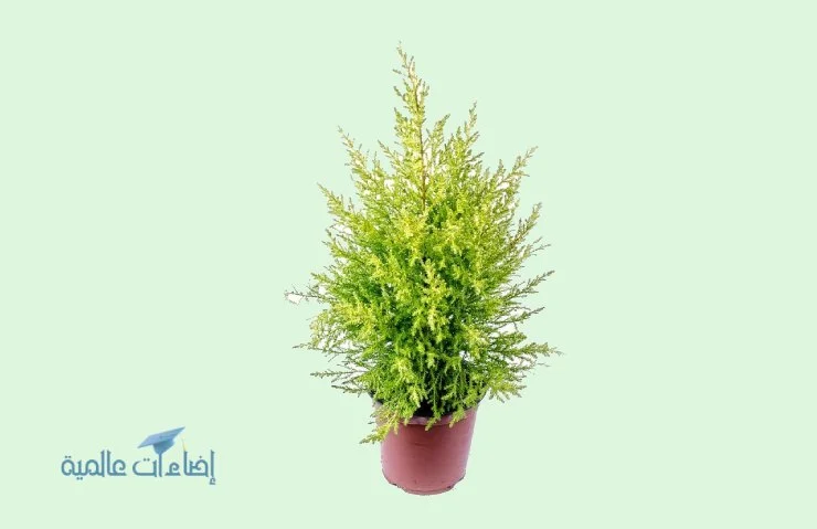 علاج تيبس السرو الليموني