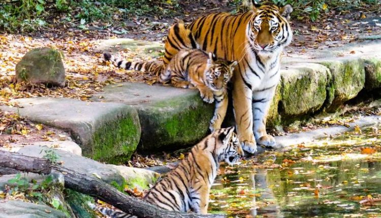 أكبر 10 حدائق حيوانات في العالم