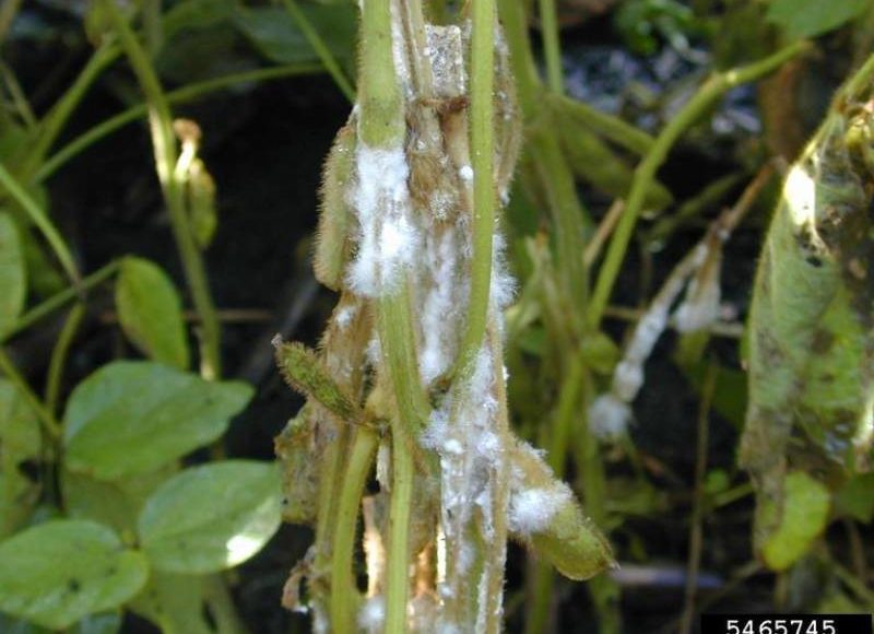 علاج العفن الأبيض في نباتات الزينة