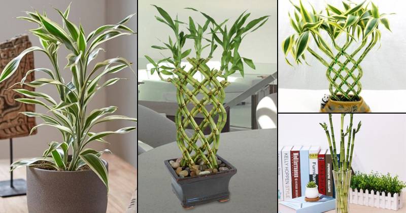 أنواع ونماذج نبات البامبو