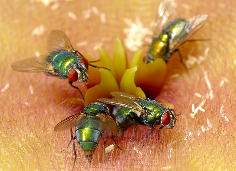 تعرف على 9 أنواع حشرات تشبه الذباب