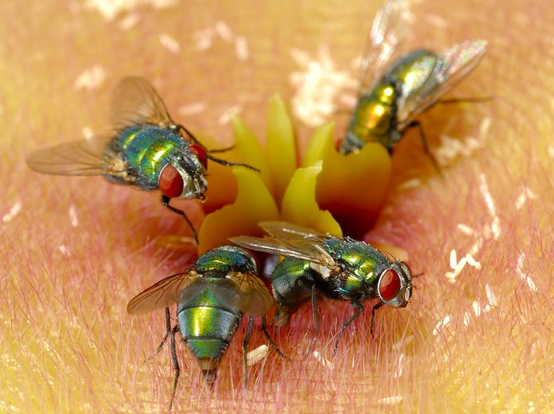 تعرف على 9 أنواع حشرات تشبه الذباب