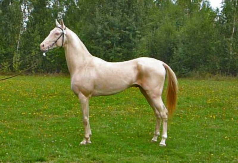 خيل اكحل تيكي