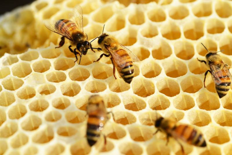متى يتم أخذ العسل من الخلية