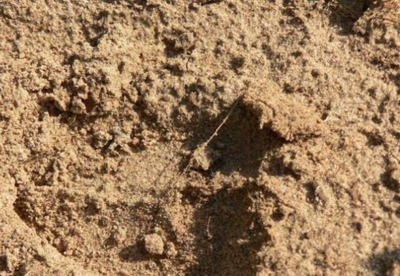 التربة الرملية : صفاتها ، محاسنها، عيوبها