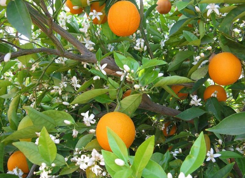 طريقة وموعد نقل شجرة البرتقال