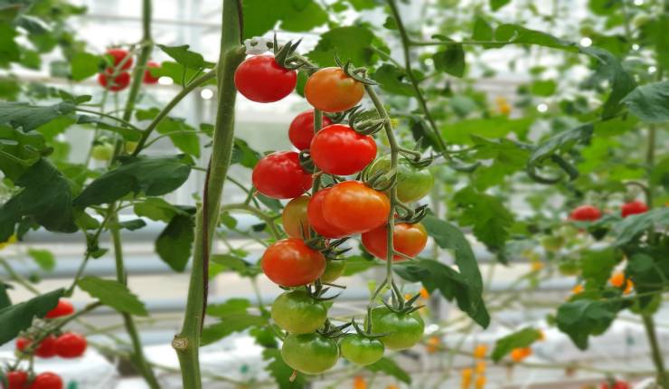 وقت زراعة الطماطم