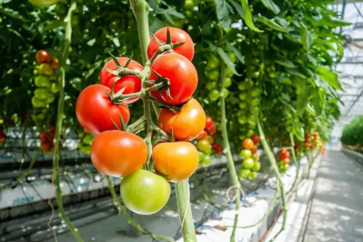زراعة الطماطم في البيوت البلاستيكية