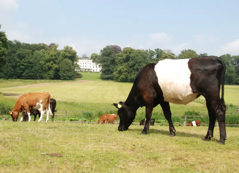 سلالات البقر الهولندي الحلوب