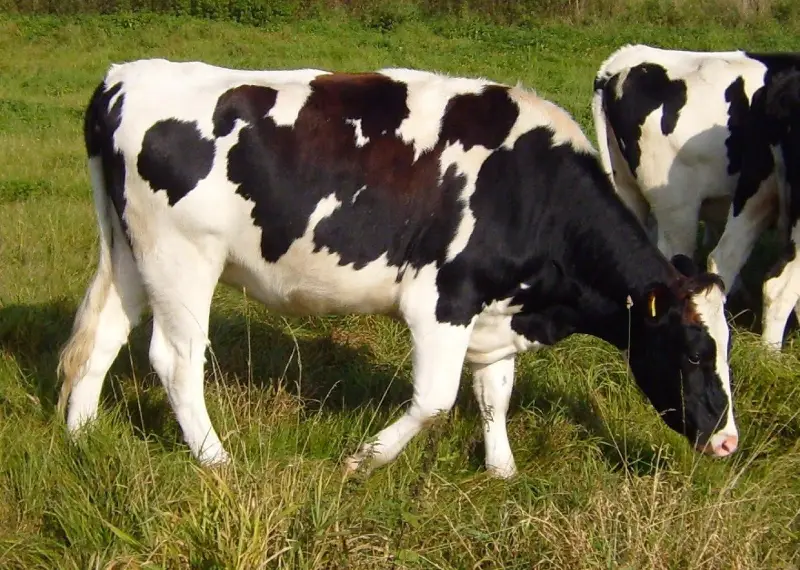 عيوب البقر الهولشتاين وإيجابياتها
