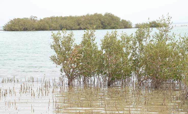 القرم: شجرة تعيش في مياه البحر المالحة