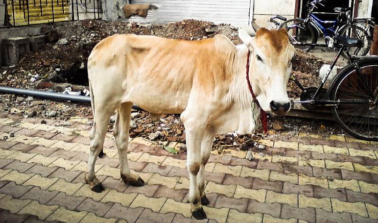 أسباب وعلاج فقدان الشهية عند الأبقار